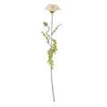 Large Cream Poppy