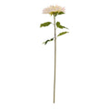 Queen Chrysanthemum Cream