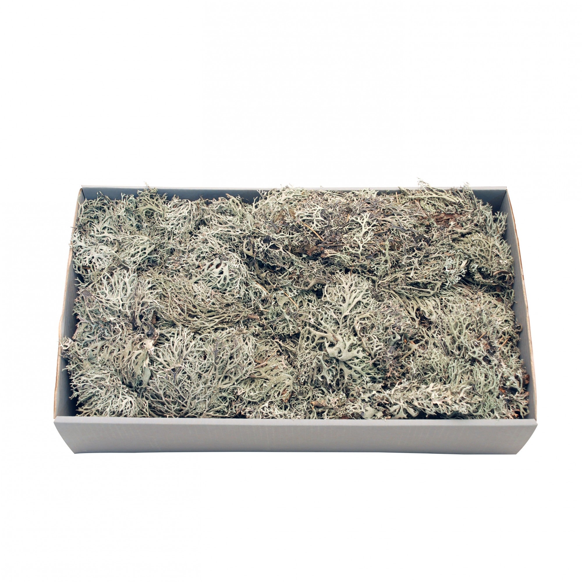 Grey Moss with Tray (500gr)