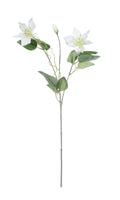 White Garden Clematis (76cm)
