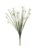Zephyranthes Candida Bush (17inch)