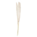 Bleached Pampas Grass (Pack of 5 Stems)