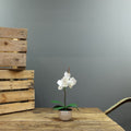 Artificial White Aragon Phalaenopsis in Planter (Medium - 1 Stem)