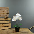 Artificial White Aragon Phalaenopsis in Planter 40cm (Medium - 2 Stems)