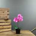 Artificial Pink Aragon Phalaenopsis in a ceramic Planter (Medium - 2 Stems)