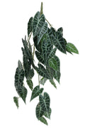 Trailing Caladium Houseplant (80cm)