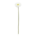 Cream Gerbera Stem (72cm)