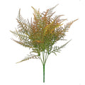 Essential Brown Asparagus Fern