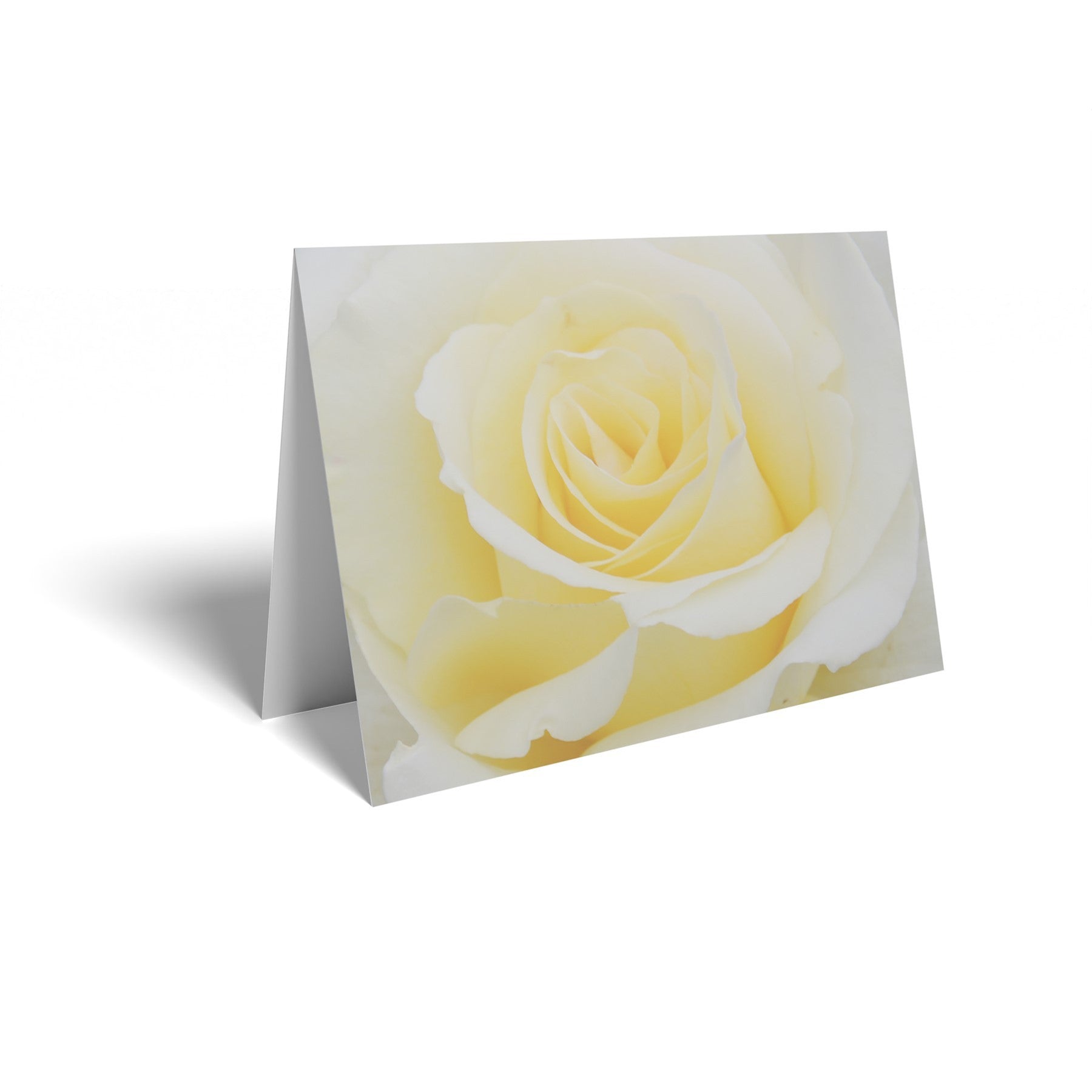 Cream Roses Folded Card with Care Info (pack of 25)