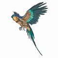 Blue and Gold Large Macaw (80cm)
