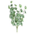 Variegated Peperomia Plant (68cm)