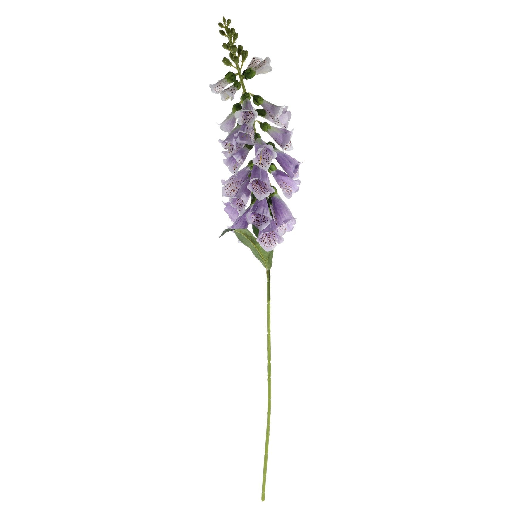 Essential Lilac Foxglove