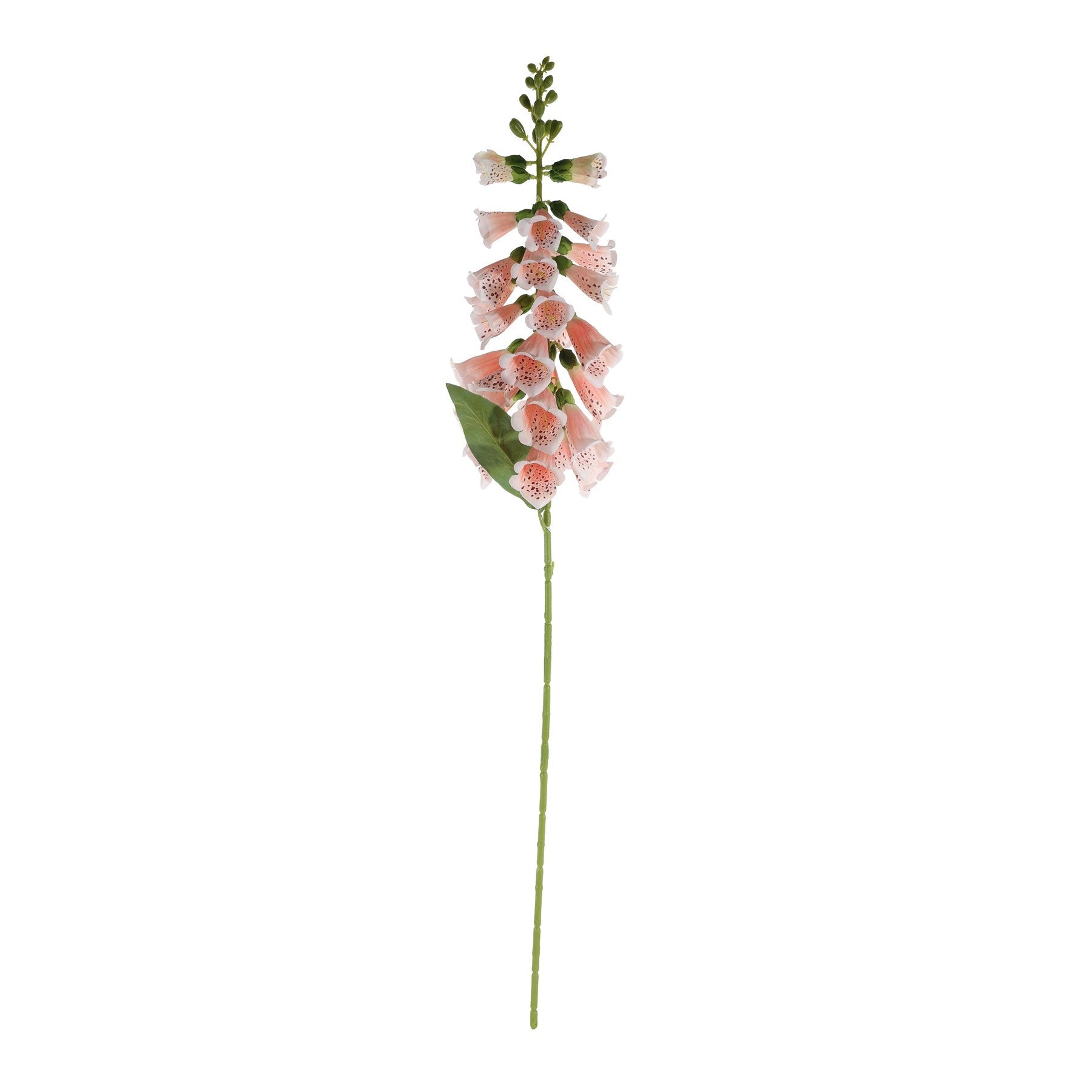 Essential Peach Foxglove