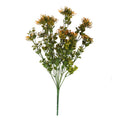 Essential Orange Sedum Bush