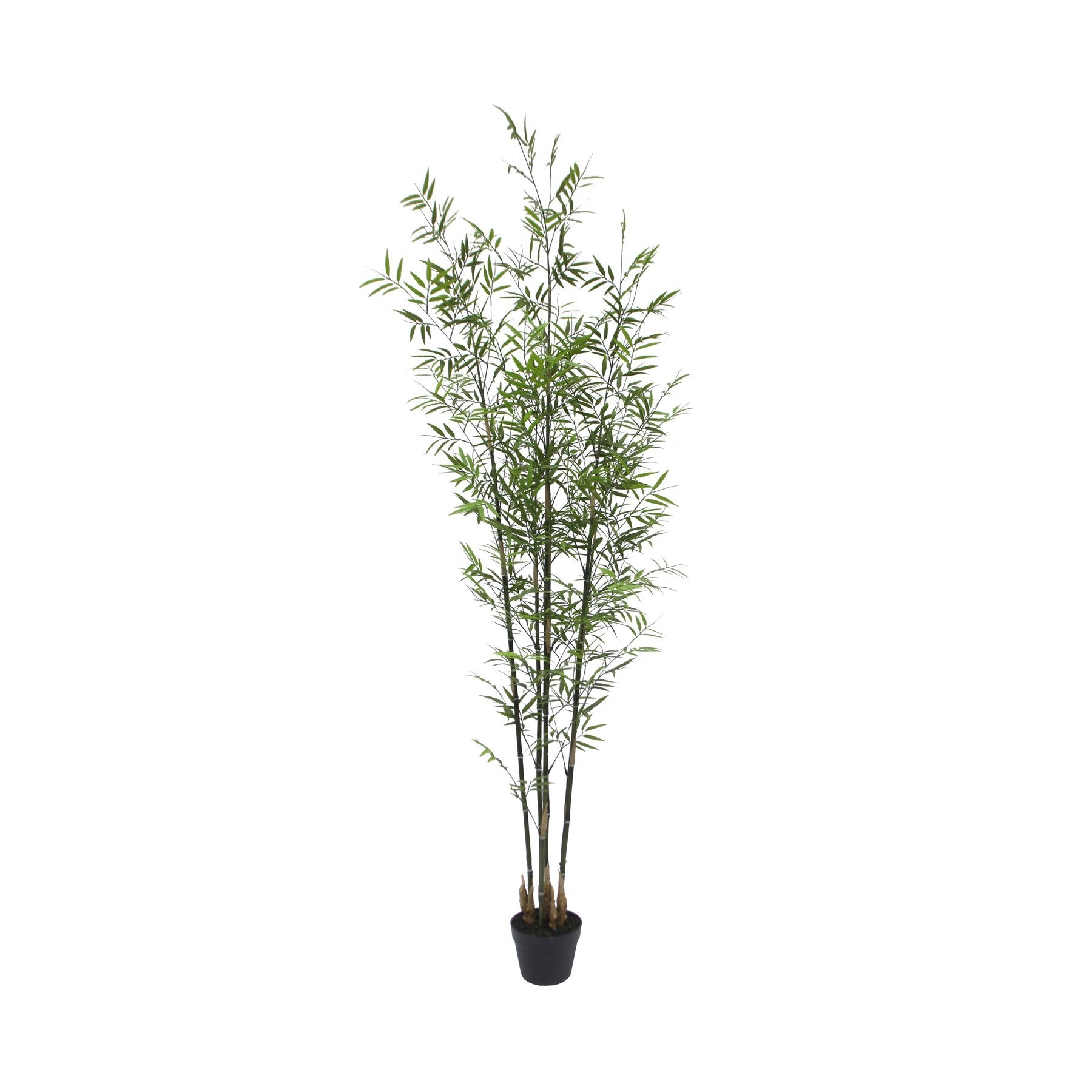 UV Botanica Bamboo Plant (213cm)