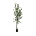 UV Botanica Bamboo Plant  (182cm)