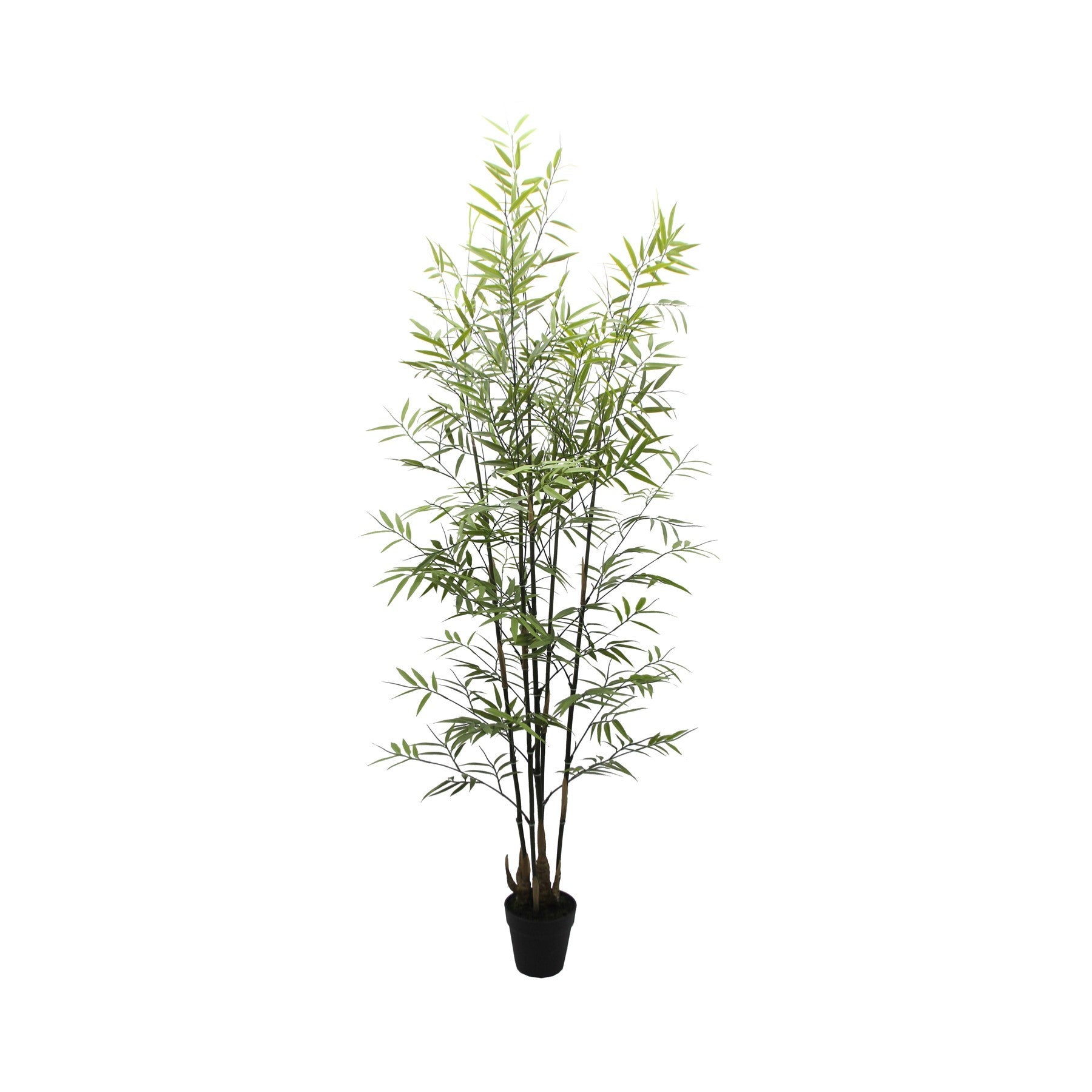 UV Botanica Bamboo Plant  (152cm)