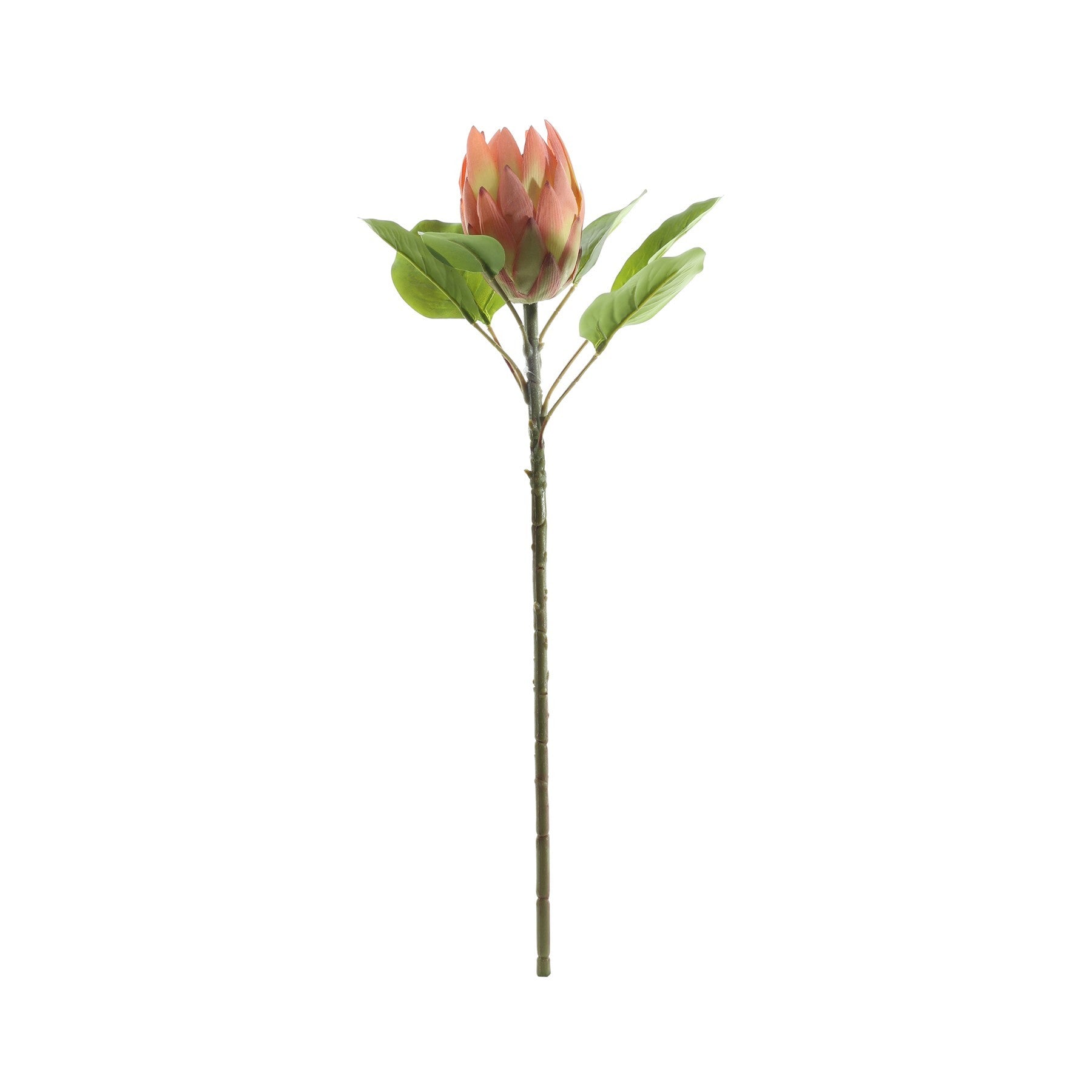 Pink Large Protea (65cm)