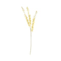 Essential Dry Look Eucalyptus Stem