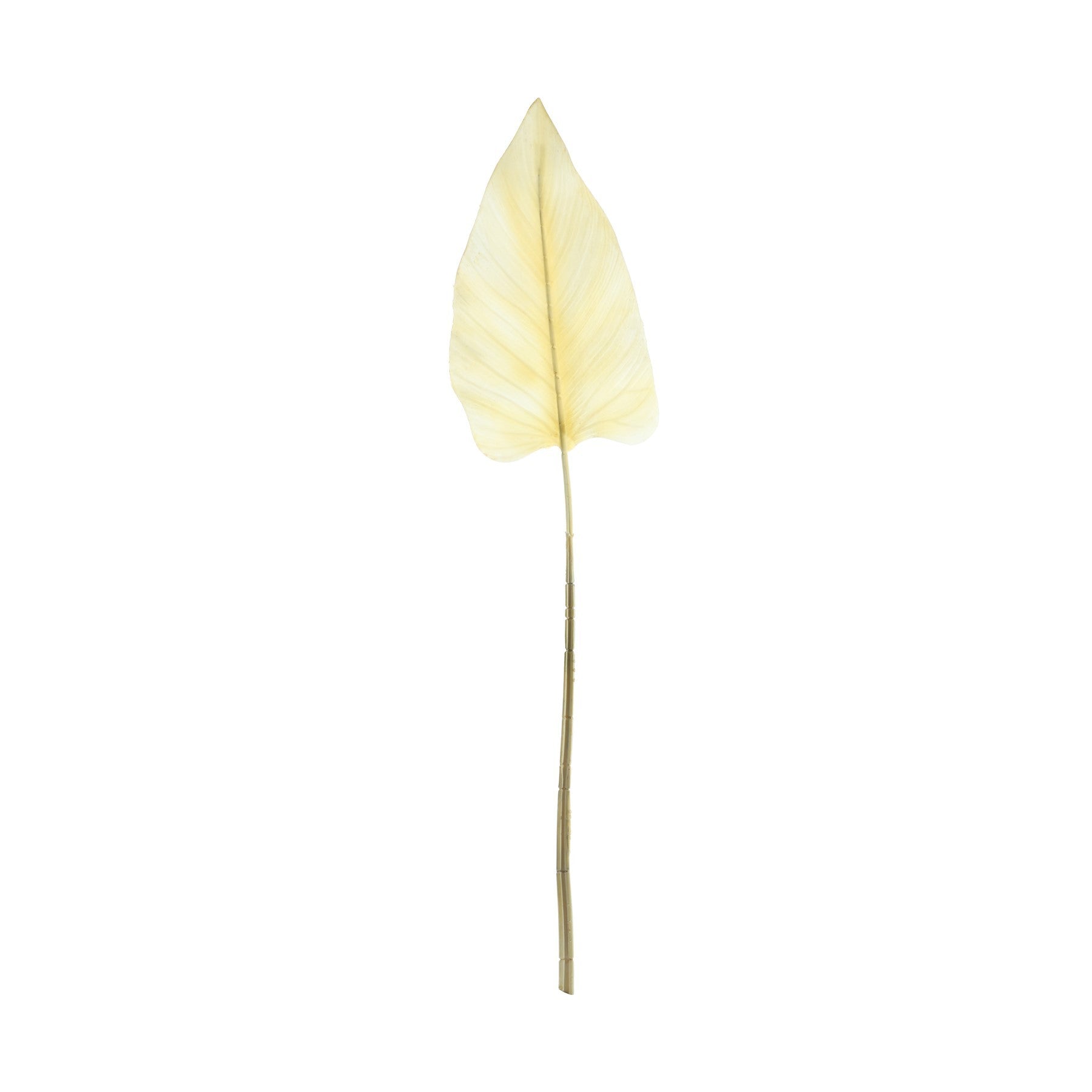Essential Dry Look Bleached Cala Leaf (105cm)