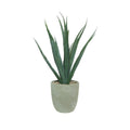 Grey Medium Potted Botanica Agave (40cm)