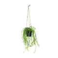 Botanica Hanging Mini Trail Plant