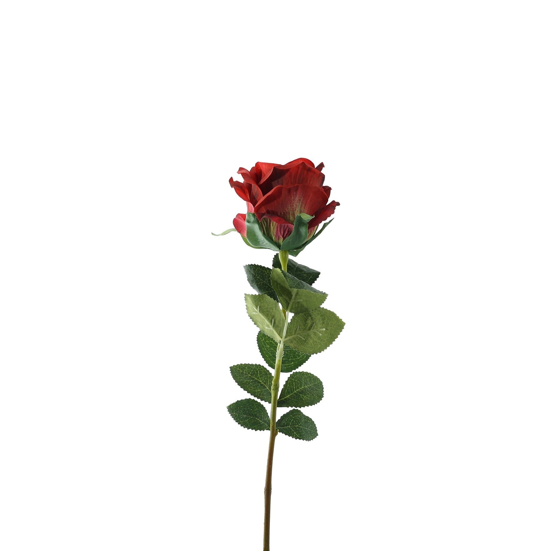 Essential Deep Red Garden Rose