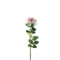 Essential Pale Lilac Garden Rose