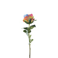 Essential Rainbow Garden Rose