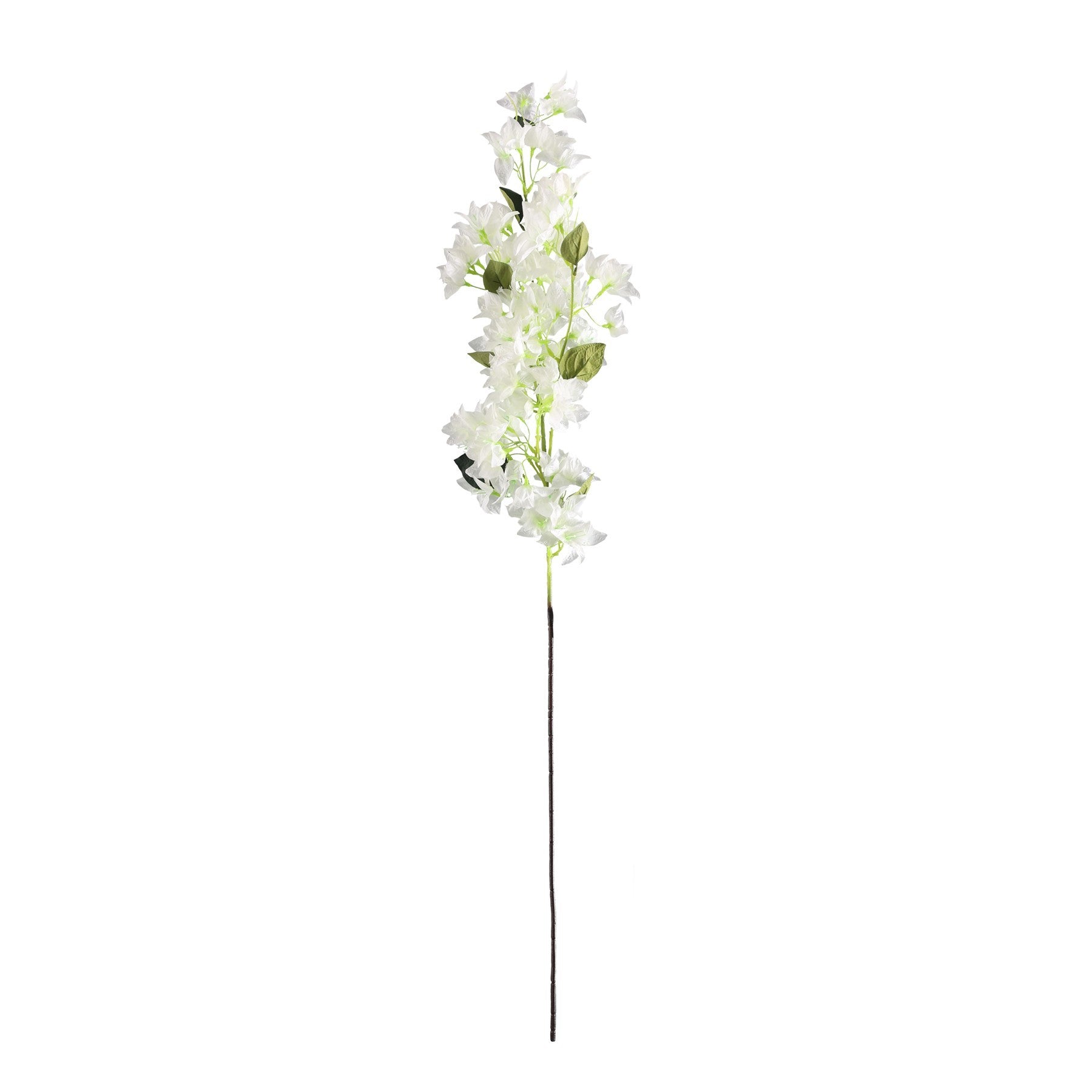 Essential White Bougainvillea Spray