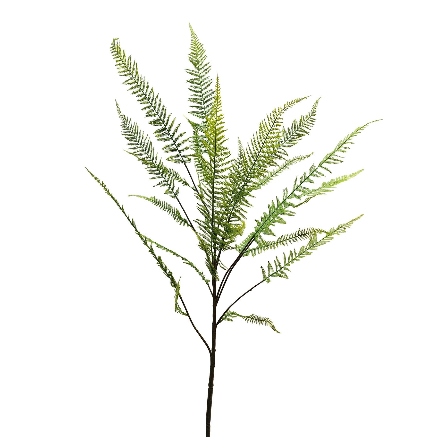 Botanica Chamaedorea Branch (160cm)
