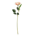 Essential Peach Rose
