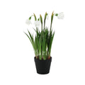 White Snowdrop Potted Plant (26cm)