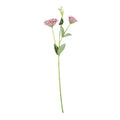 Essential Blush Lisianthus