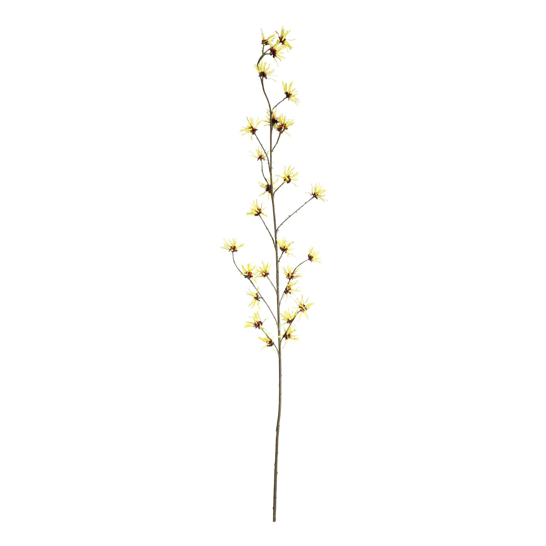 Botanica Yellow Hamamelis Branch (153cm)
