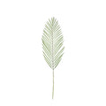 Green Botanica Areca Palm Frond (79cm)