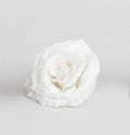 White Glitter Rose with Clip (18cm)