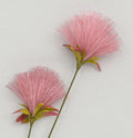 Pink PomPom Spray (72cm)