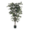 Green Fiscus Potted Tree (5ft)