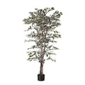 Green Variegated Fiscus Potted Tree (5ft)
