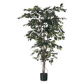 Green Fiscus Potted Tree (6ft)