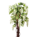 Cream Wisteria Potted Tree (6ft)
