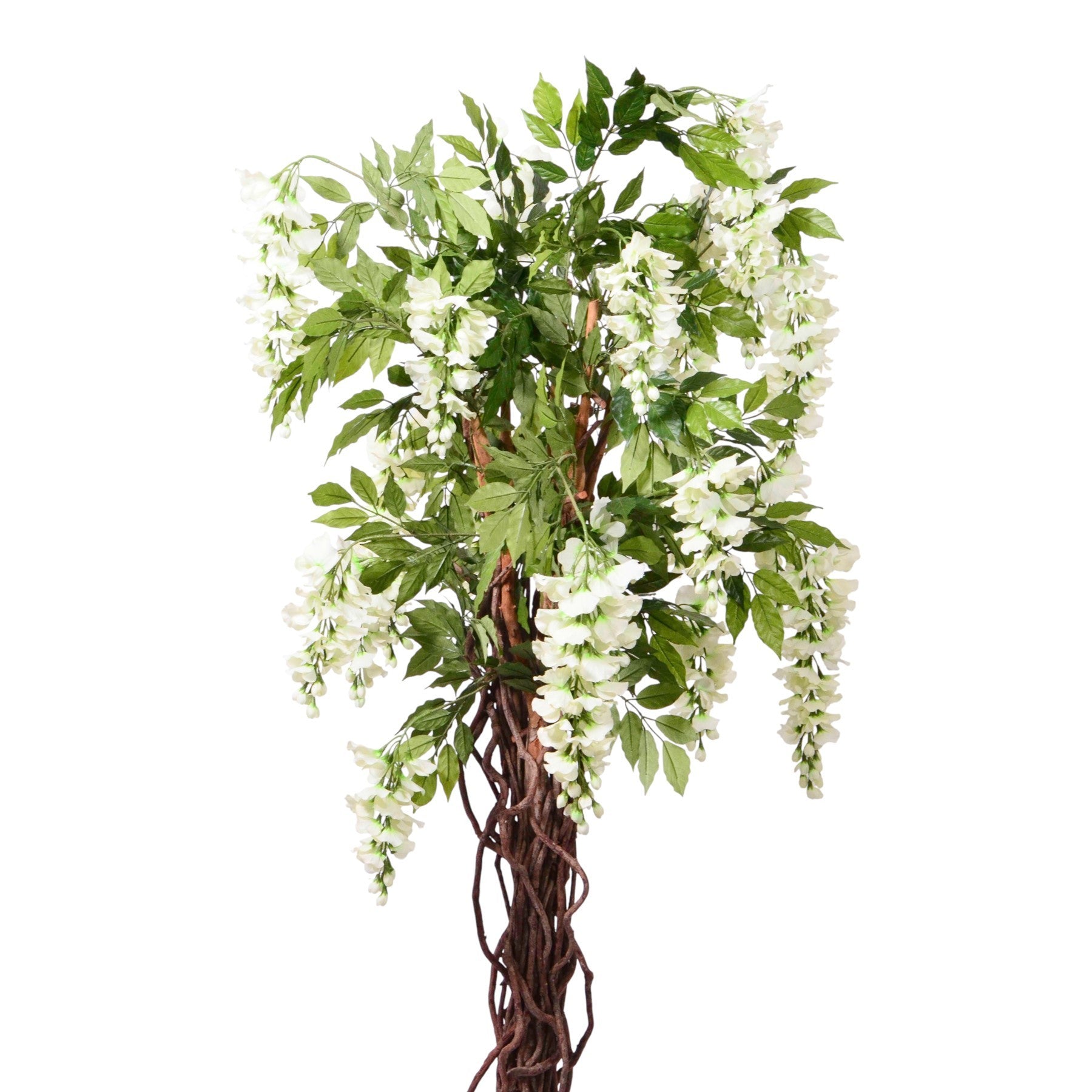 Cream Wisteria Potted Tree (6ft)