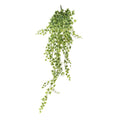Green Variegated Ivy Hanger (120cm)