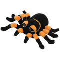 Suki - Small Orange &amp; Black Spindra Tarantula