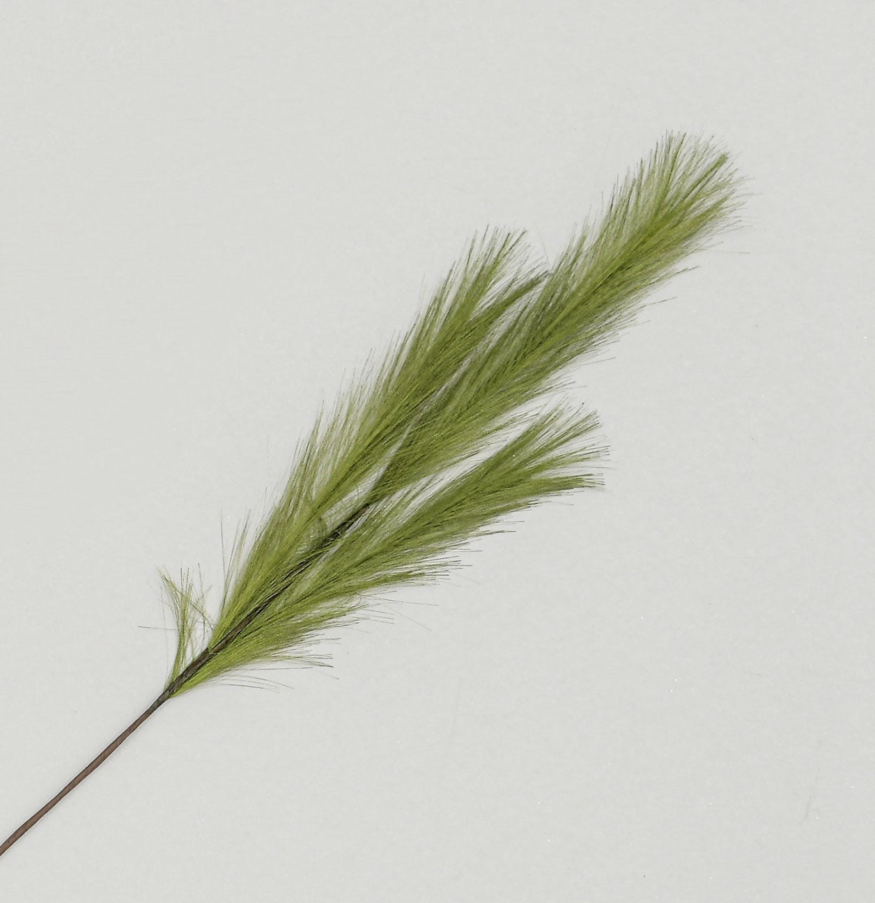 Green Pampas Grass Spray (82cm)