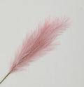 Pink Reed Pampas Grass (96cm)