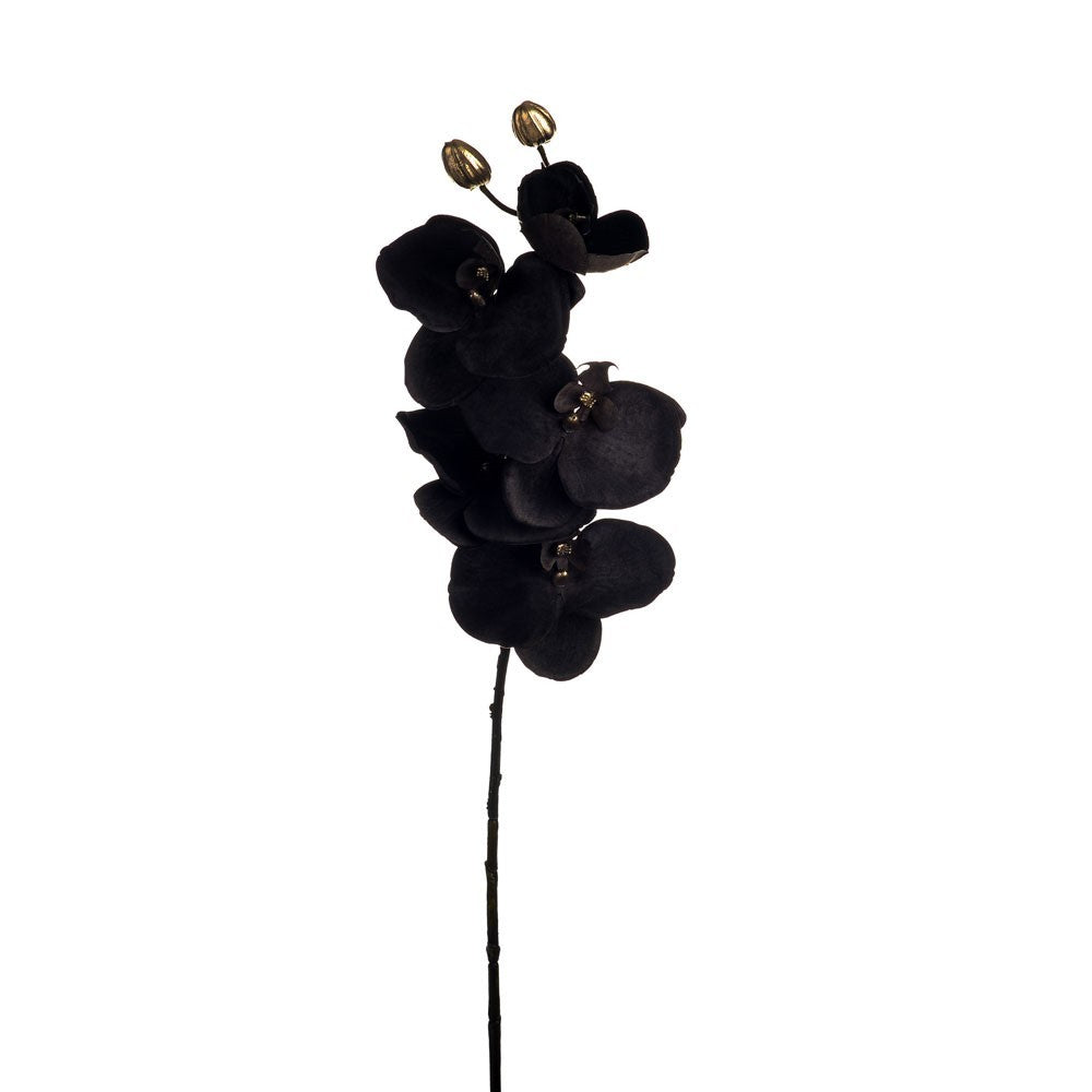 Grey Phalaenopsis Orchid Spray (66cm)