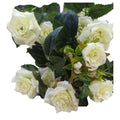 Cream/Green Diamond Rose Bush