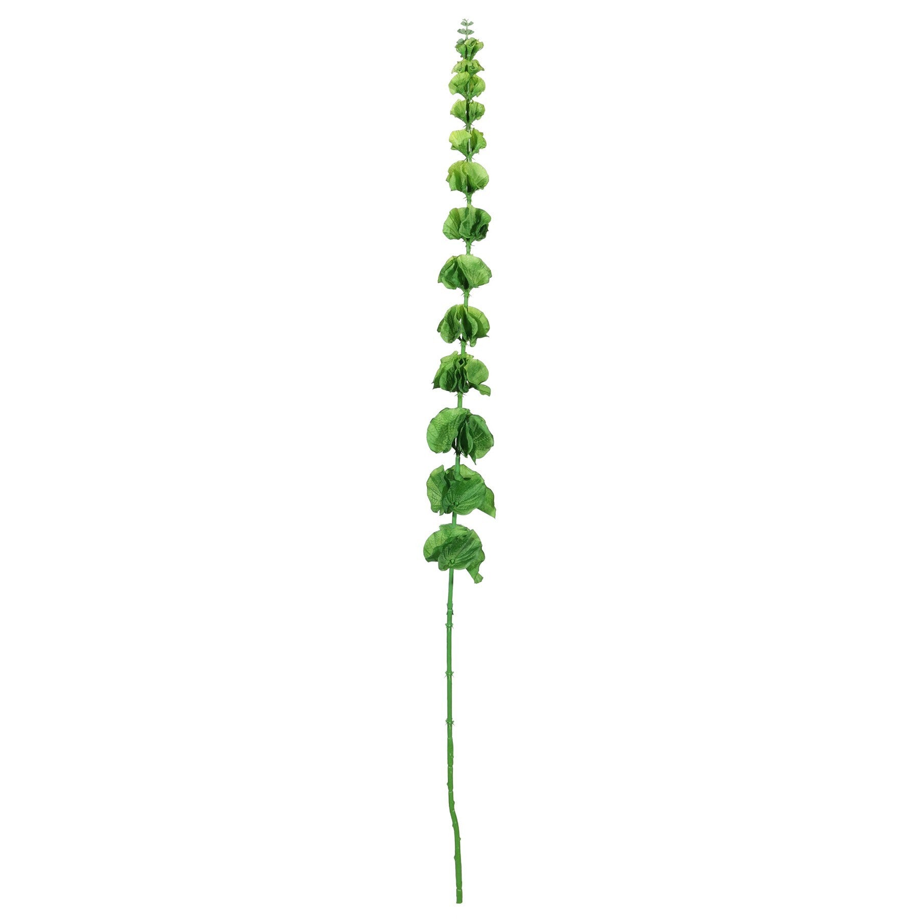 Green Bell of Ireland (102cm)